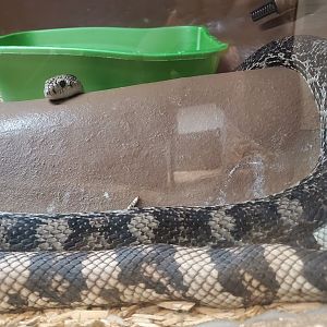 MODS - Florida Pine Snake