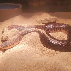 MODS - Kenyan Sand Boa