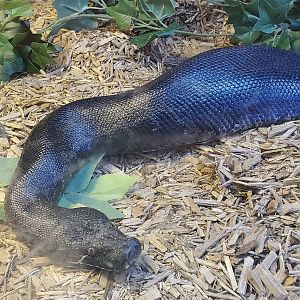 MODS - Short-tailed Python