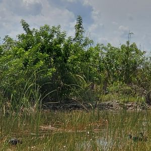 Sawgrass Recreation Park - Swamp ride