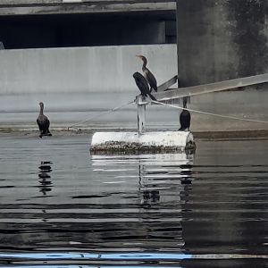 Sawgrass Recreation Park - Cormorants