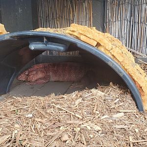 Sawgrass Recreation Park - Red Tegu