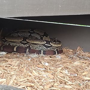 Sawgrass Recreation Park - Boa Constrictor