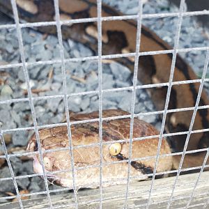 Sawgrass Recreation Park - Reticulated Python