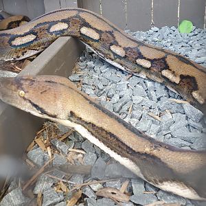 Sawgrass Recreation Park - Reticulated Python