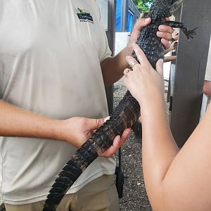 Sawgrass Recreation Park - Alligator petting