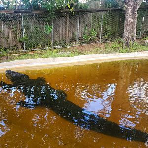 Sawgrass Recreation Park - Big Gator