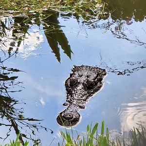 Sawgrass Recreation Park - Morelet's Crocodile