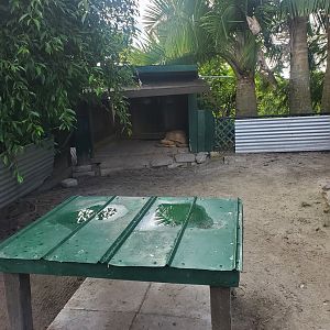 Sawgrass Recreation Park - Sulcata enclosure