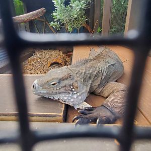 Sawgrass Recreation Park - Cuban Iguana