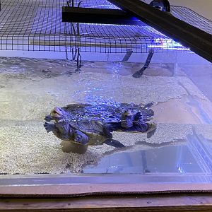 Diamondback terrapins