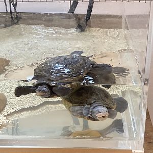 Diamondback Terrapins