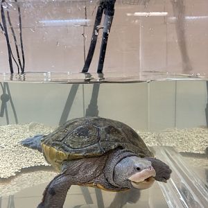 Diamondback Terrapin with deformity due to beak-rot