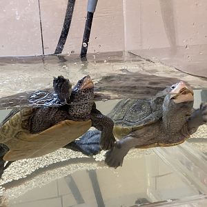 Diamondback Terrapins