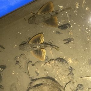 Sea Robins from Above