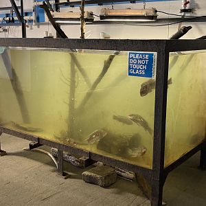 Blackfish / Tautog Tank