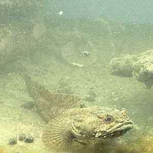 Oyster Toadfish