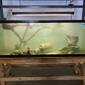 Oyster Toadfish Tank