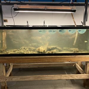 Bass Tank