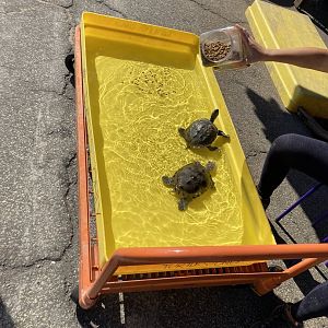 Turtle Feeding Time!