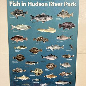 Local Hudson River Species Documentation