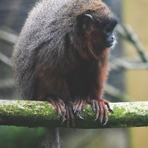red titi monkey