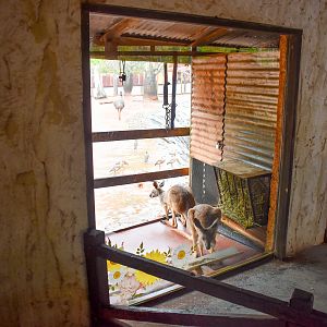 Red Kangaroo/Emu Viewing Window
