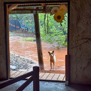 Dingo Viewing Window