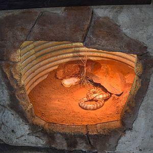 Black-headed Python Enclosure