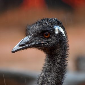 Emu