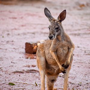 Red Kangaroo