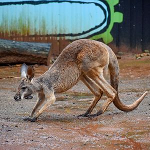 Red Kangaroo