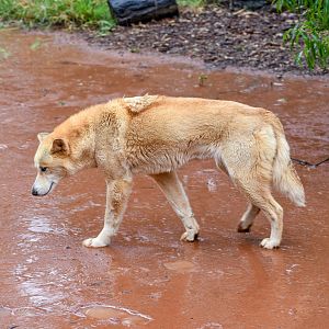 Dingo in the Rain
