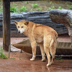 Dingo