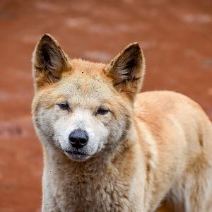 Dingo