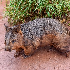 Southern Hairy-nosed Wombat
