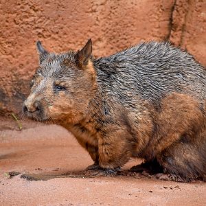 Southern Hairy-nosed Wombat