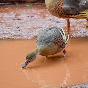 wild - Plumed Whistling-Duck