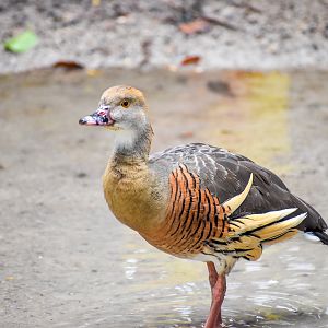 wild - Plumed Whistling-Duck