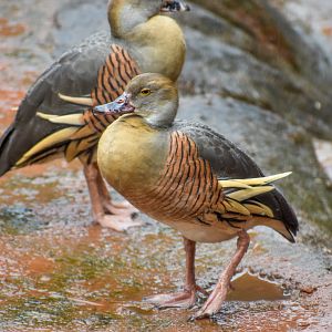 wild - Plumed Whistling-Ducks