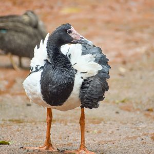 wild - Magpie Goose