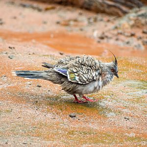 wild - Crested Pigeon