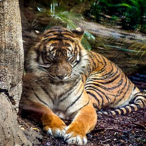Sumatran Tiger