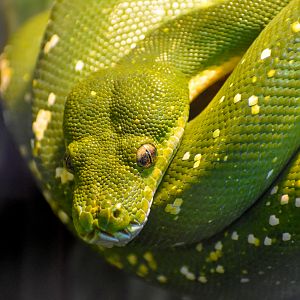 Green Tree Python