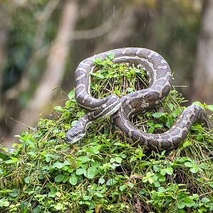 wild - Coastal Carpet Python