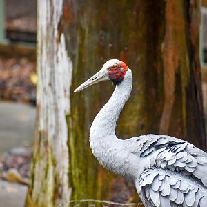 Brolga