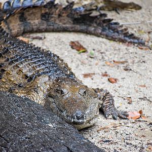 Freshwater Crocodile