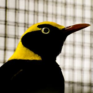 Regent Bowerbird