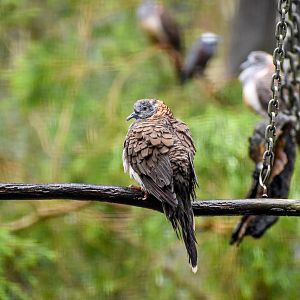 Bar-shouldered Dove