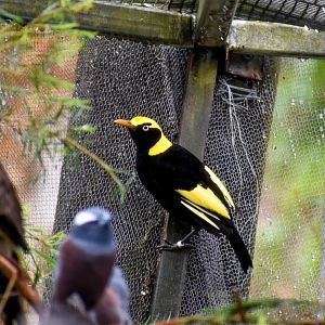 Regent Bowerbird